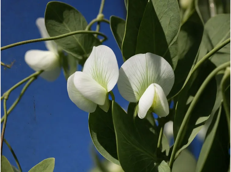 fiori pisello