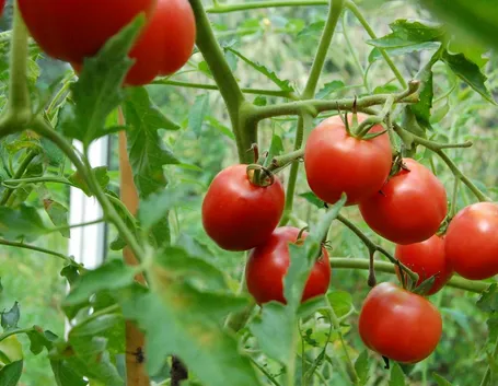 pomodori tondi