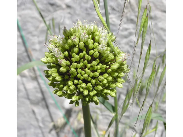fiori di aglio