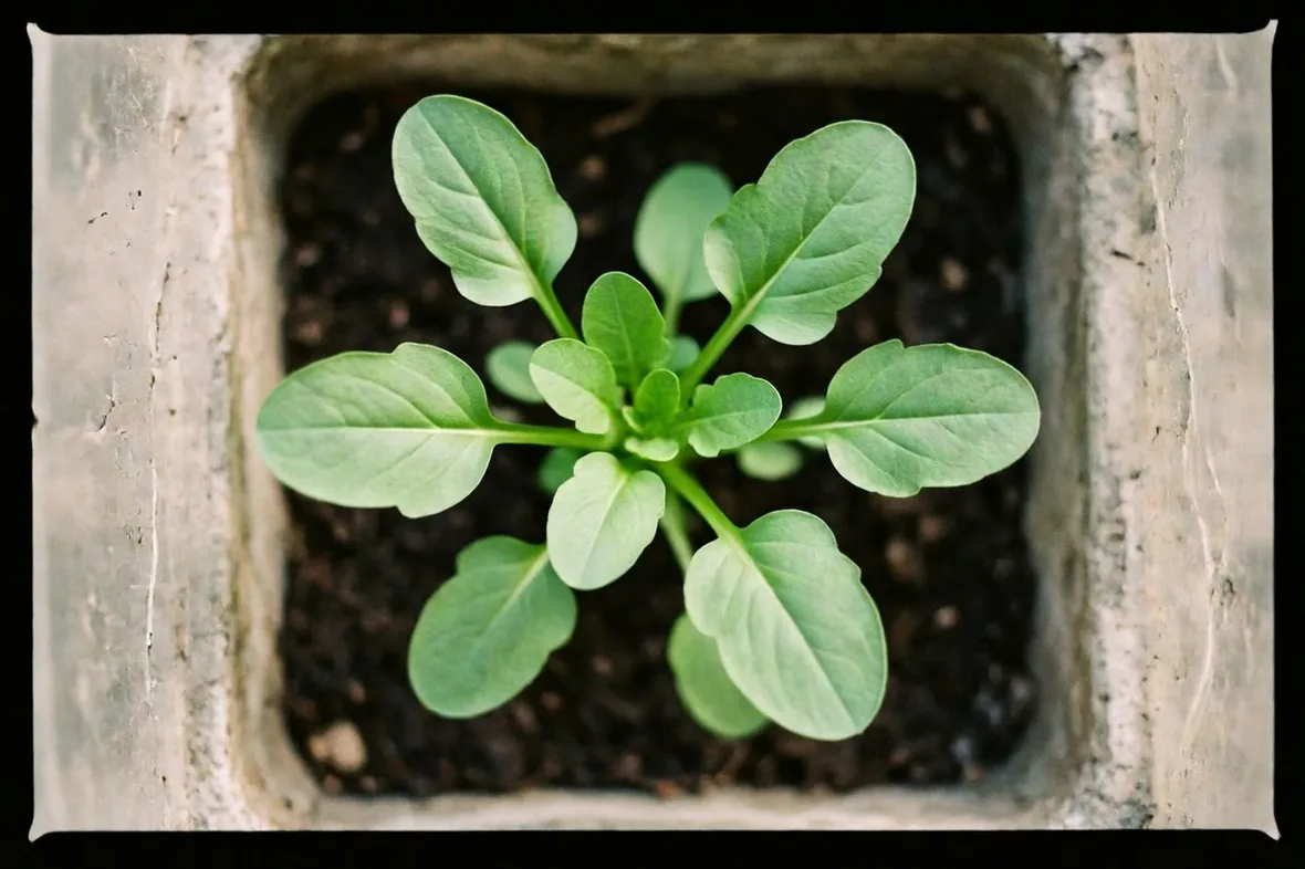 valerianella