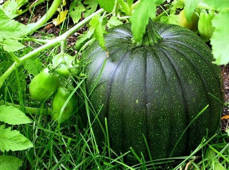 zucca verde