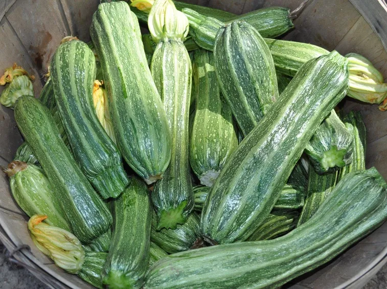 zucchine