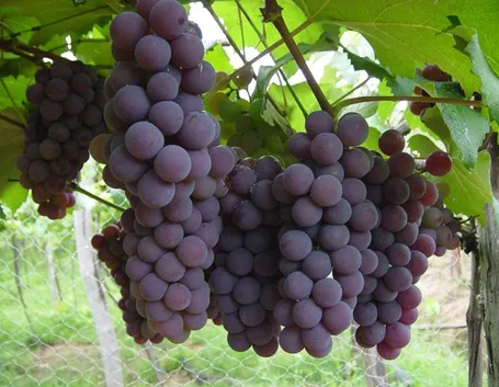 uva e vite