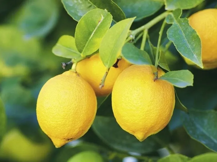 limone