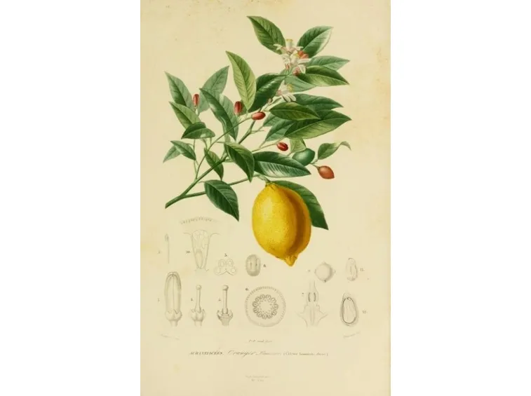 coltivare limone