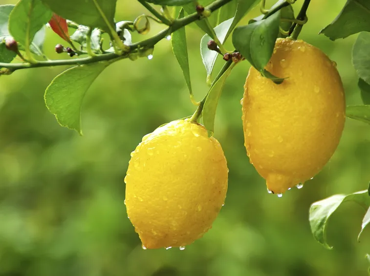 limone pianta