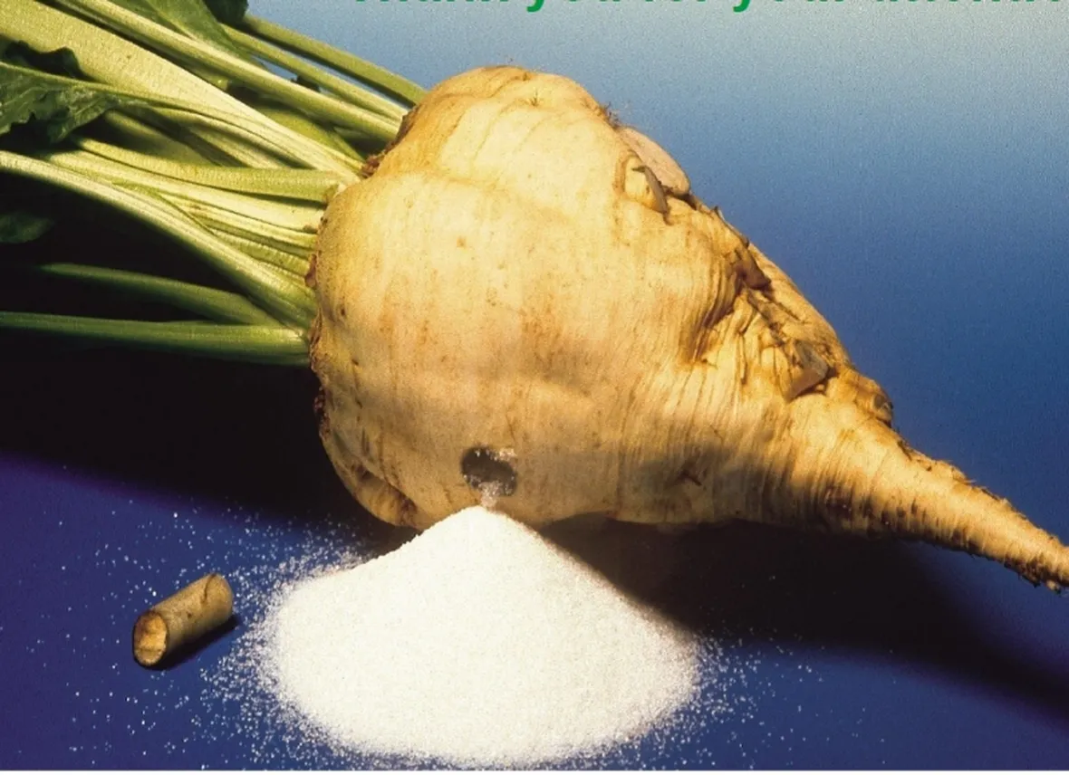 Barbabietola zucchero