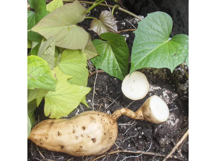 batata