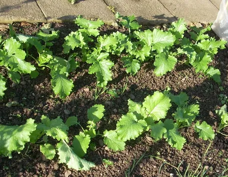 Piante cime rapa
