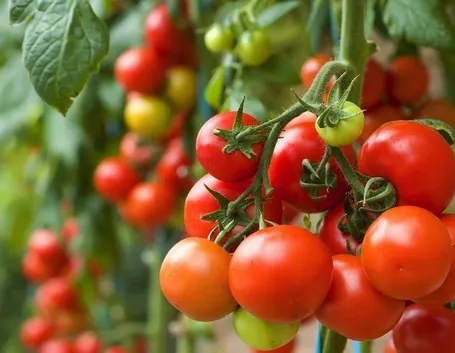 pomodori