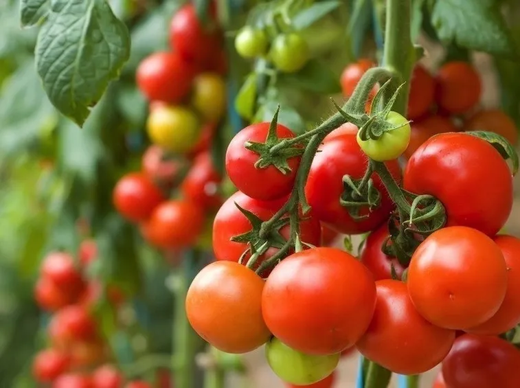 pomodori