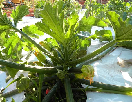 coltivazione zucchine
