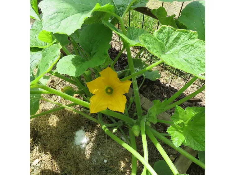 fiore di zucchina