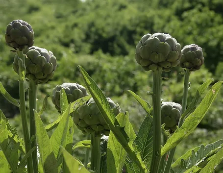 carciofi coltivazione