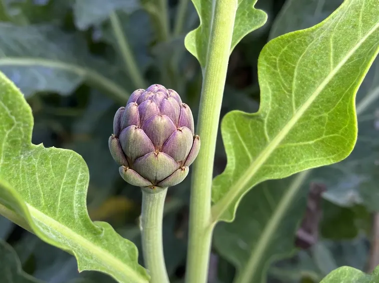 carciofi