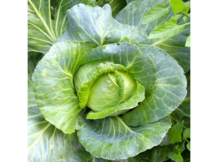 cavolo