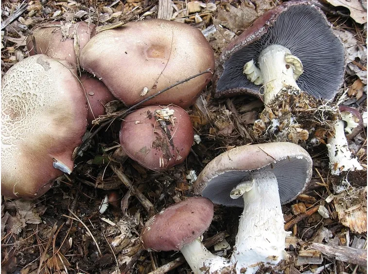 Stropharia rugosoannulata