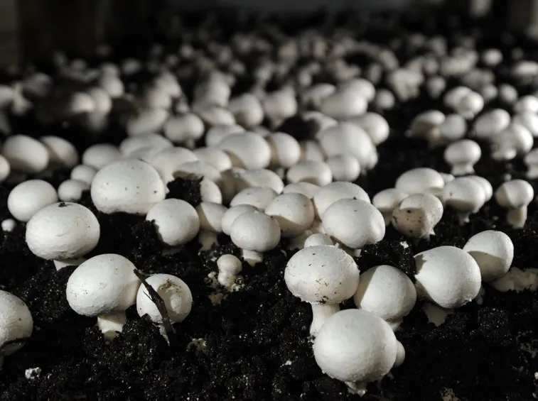 coltivazione champignon