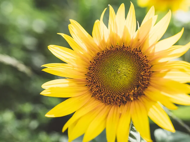 girasoli