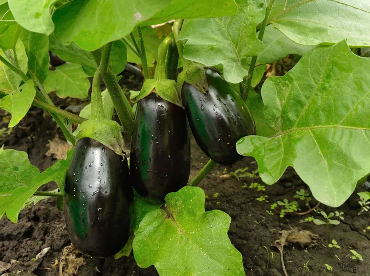 melanzane coltivazione