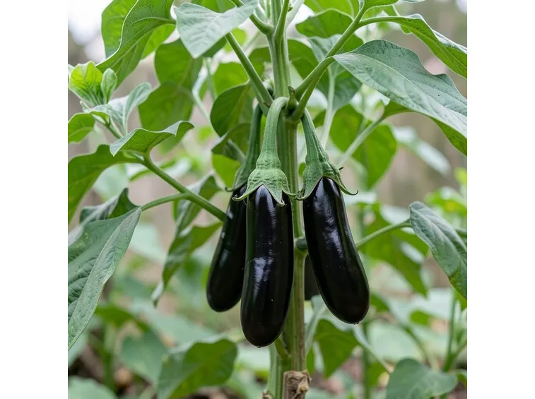 Piantare melanzane