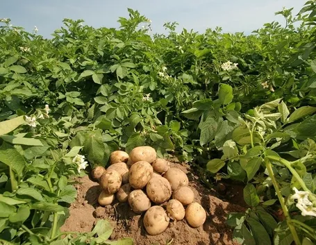 patate