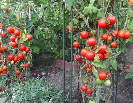 pomodori maturi