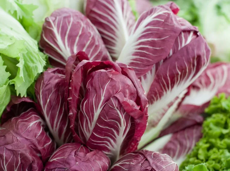 radicchio coltivare