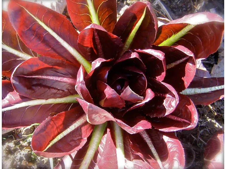 come coltivare radicchio