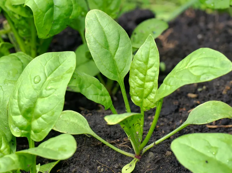 spinaci coltivazione