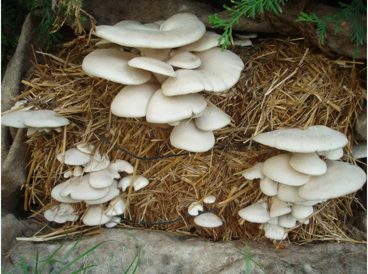 funghi coltivazione