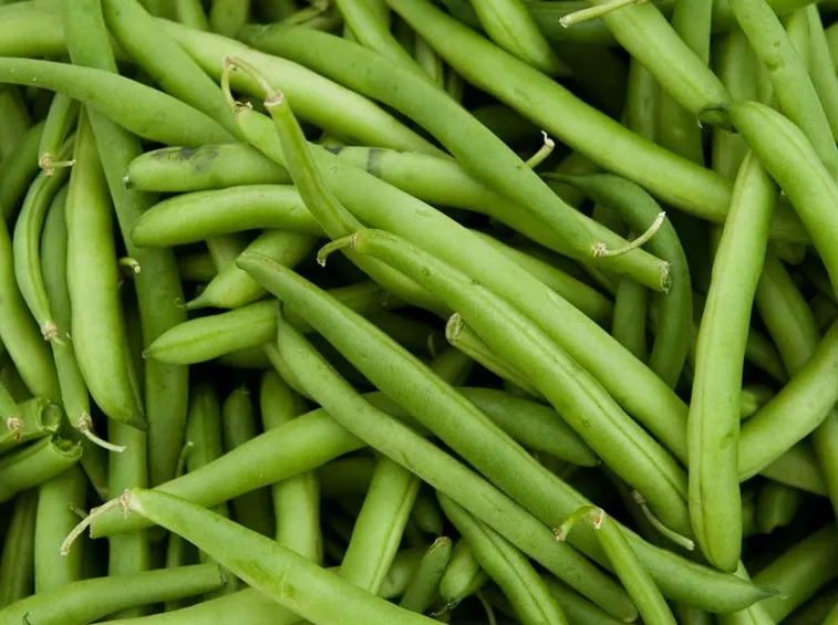 Fagiolini raccolti