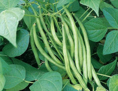 Fagioli pianta
