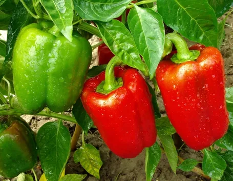 Pianta peperoni