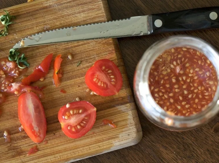 Prelievo dei semi di pomodoro