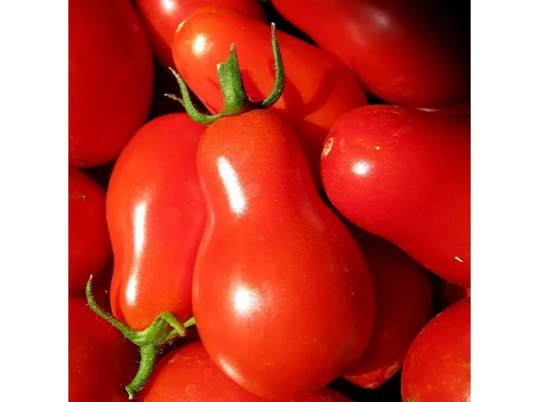 Pomodori maturi