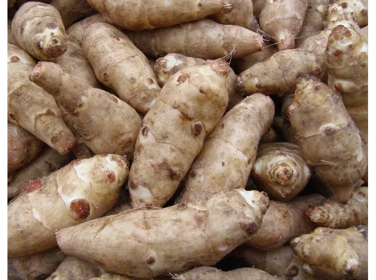 Topinambur raccolti