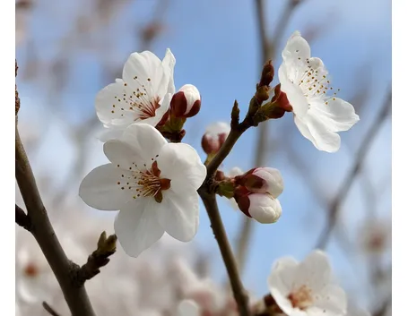 Fiori di albicocco