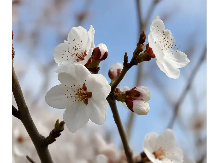 Fiori di albicocco