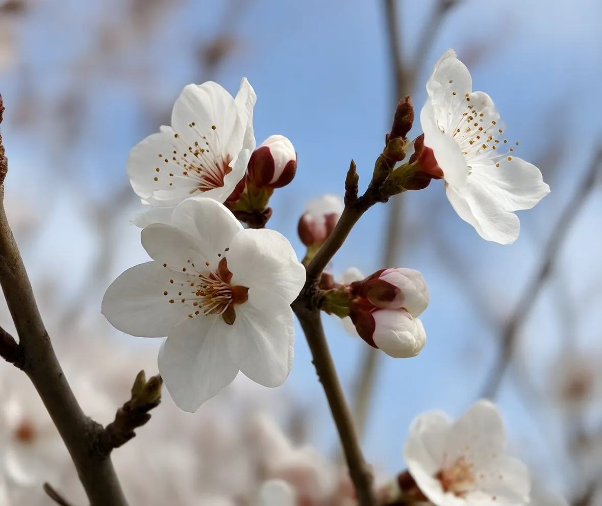 Fiori di albicocco