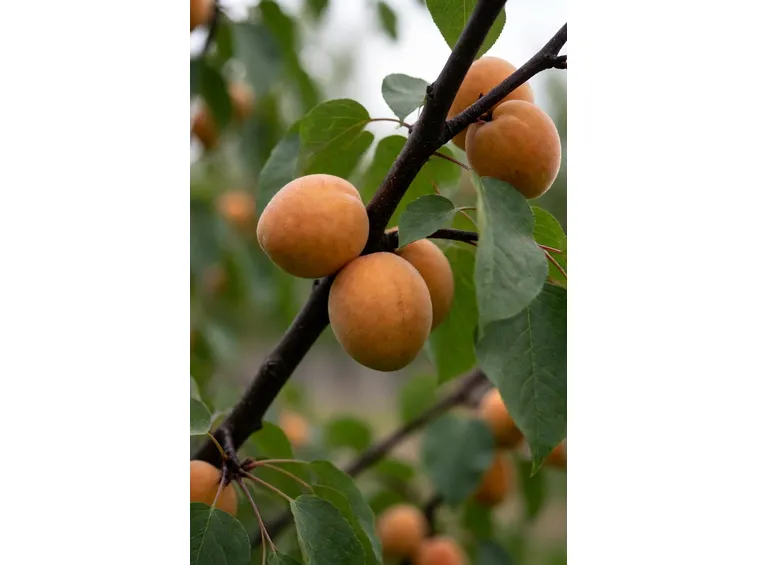albicocche
