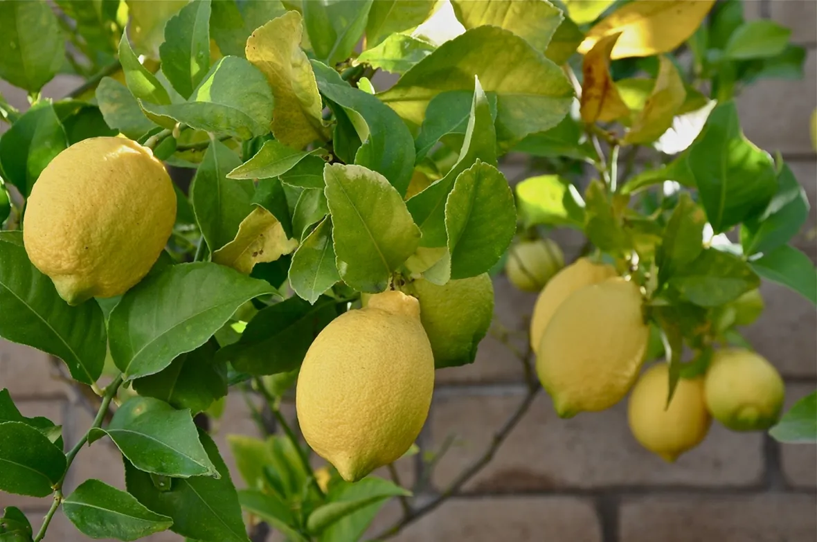 pianta di limoni