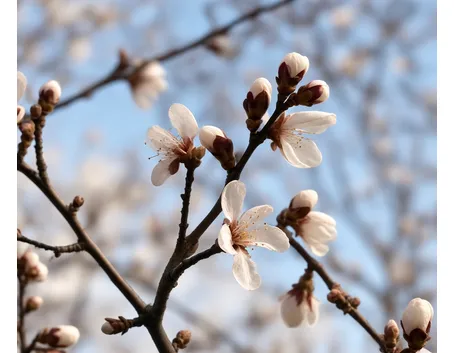 Fiori