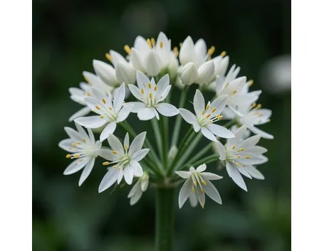 Fiori di aglio