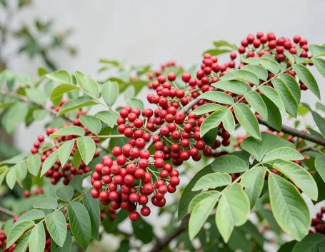 schinus