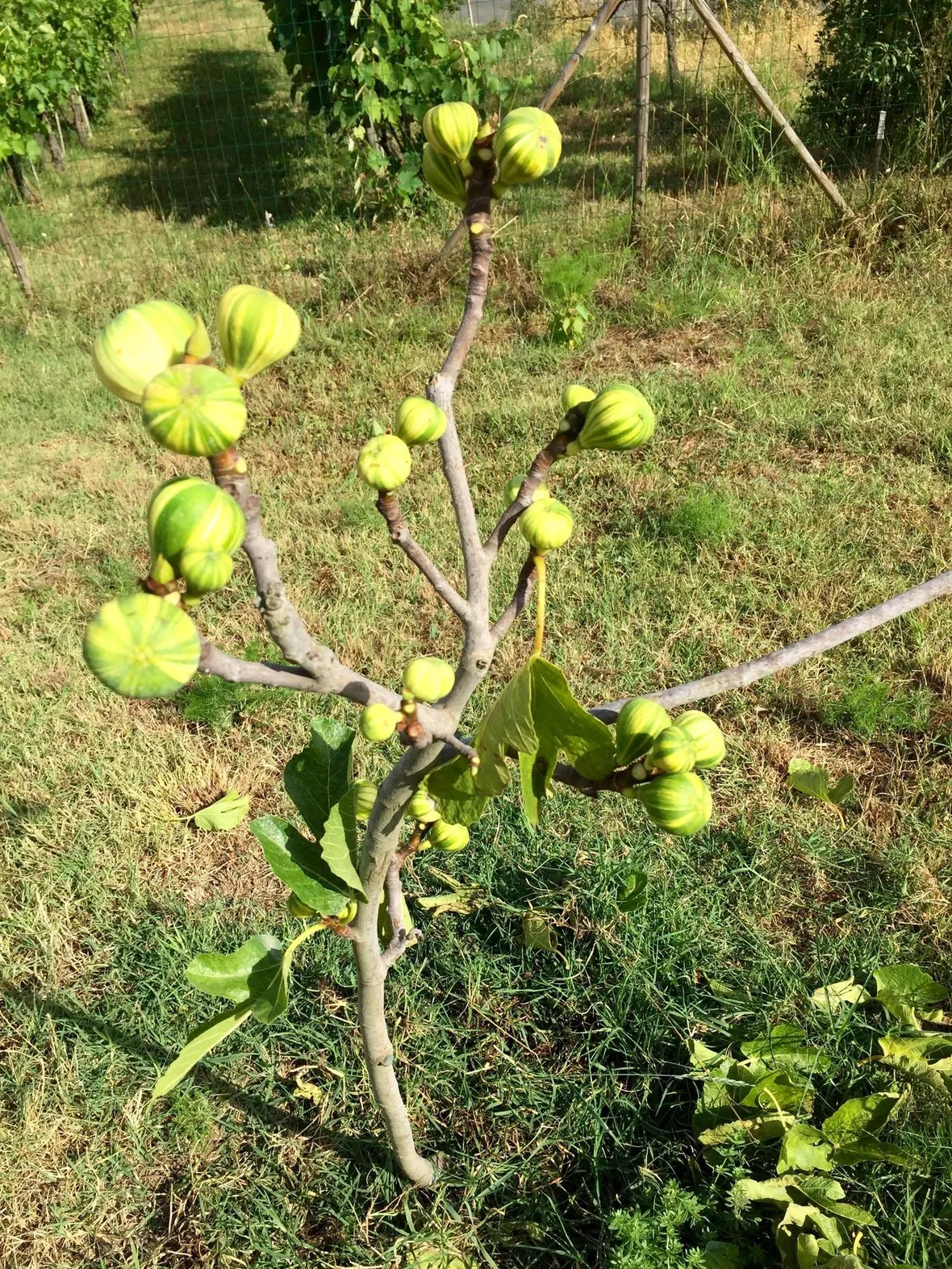 Fichi neri