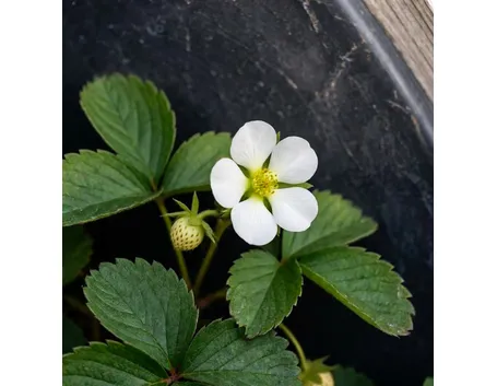 fragole