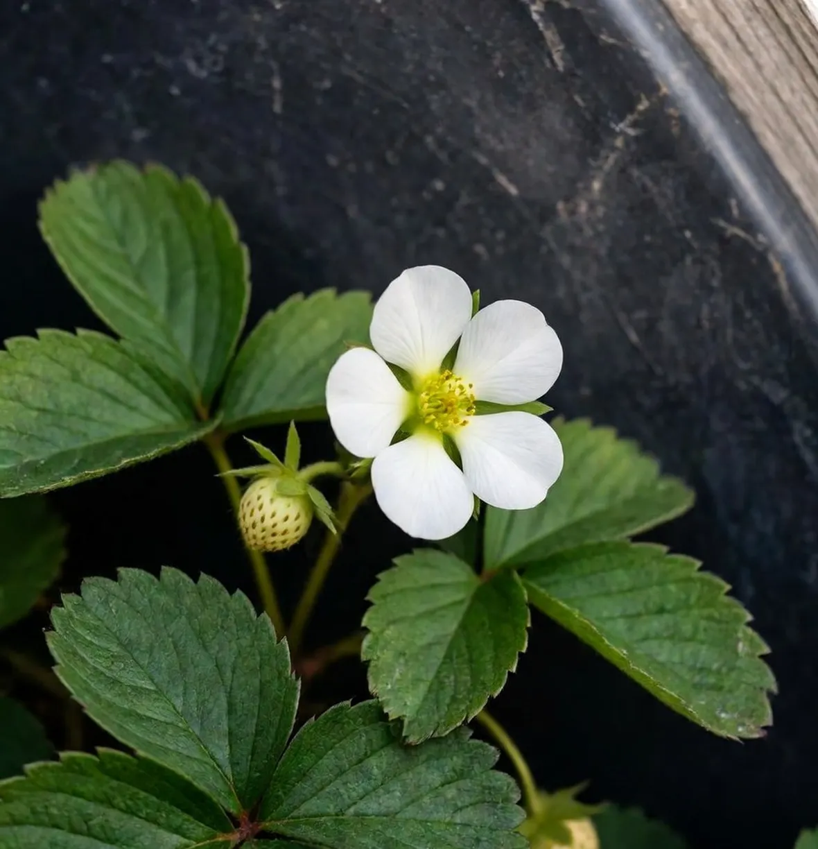 fragole