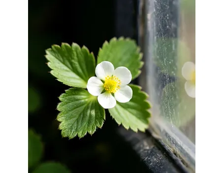 fiore di fragola