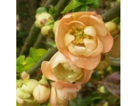 Fiori di cotogno